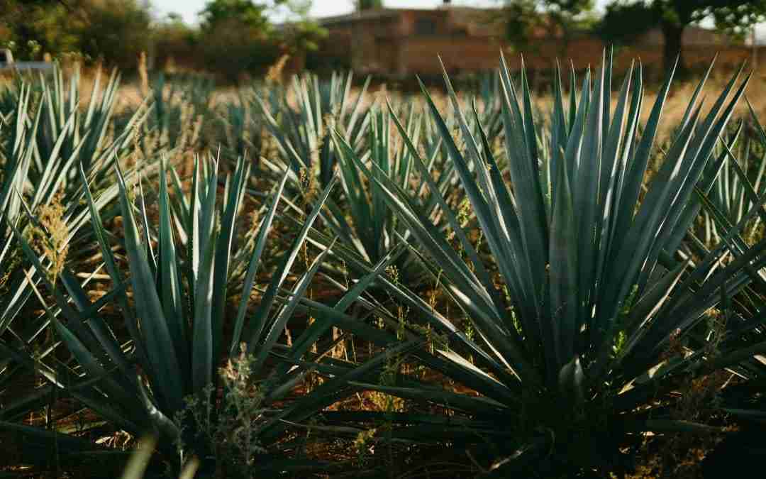 beneficios de ágape y como funcióna en Mexico
